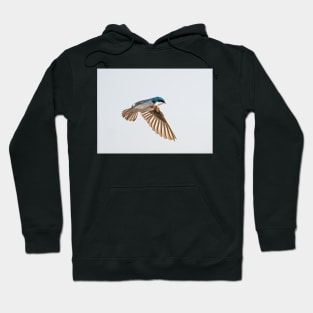 Tree Swallow Flight Hoodie